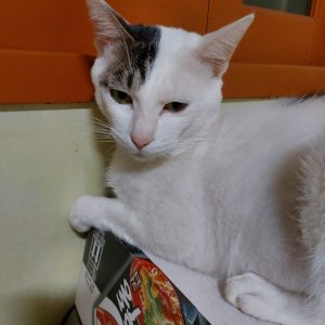 고양이 실종 코리아쇼트헤어 부산광역시 수영구
