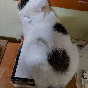 고양이를 찾습니다 고양이 전단지