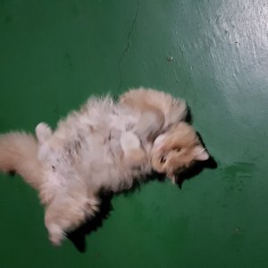 고양이 목격 기타묘종 서울특별시 서대문구