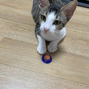 고양이를 찾습니다 고양이 전단지