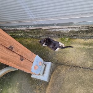 고양이 구조 코리아쇼트헤어 경상북도 구미시