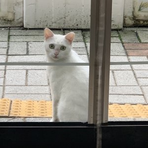 고양이 목격 터키시앙고라 서울특별시 서대문구