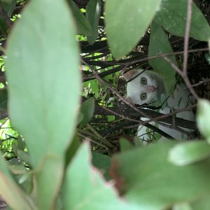 고양이 주인을 찾습니다 고양이 전단지
