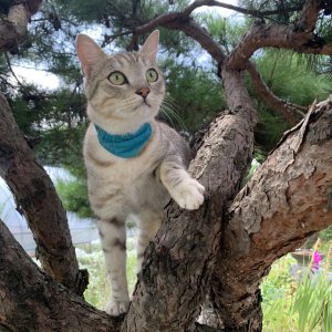 고양이 실종 아메리칸쇼트헤어 전라북도 부안군