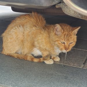 고양이 주인을 찾습니다 고양이 전단지