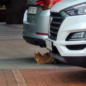 고양이 목격 코리아쇼트헤어 서울특별시 구로구