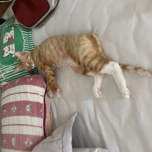 고양이를 찾습니다 고양이 전단지