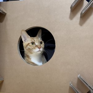 고양이 실종 코리아쇼트헤어 경상남도 함안군