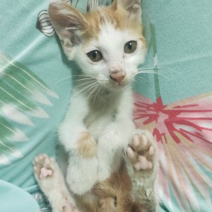 고양이 주인을 찾습니다 고양이 전단지
