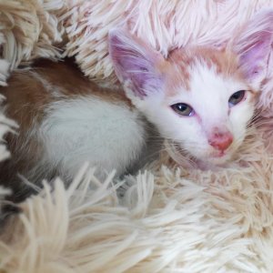 고양이 구조 코리아쇼트헤어 경상남도 창원시 의창구