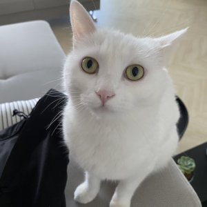 고양이 실종 터키시앙고라 경기도 이천시