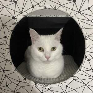 고양이를 찾습니다 고양이 전단지