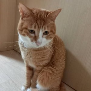 고양이 실종 코리아쇼트헤어 경상남도 진주시