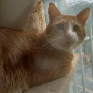 고양이를 찾습니다 고양이 전단지