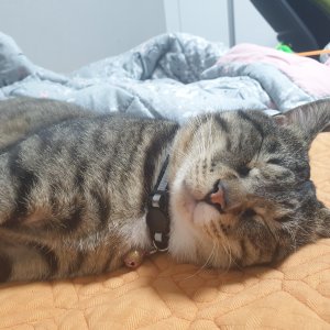 고양이 실종 코리아쇼트헤어 부산광역시 부산진구