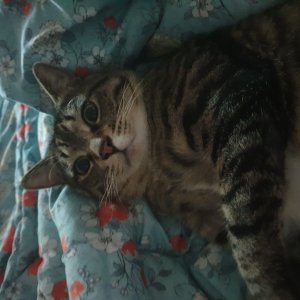 고양이를 찾습니다 고양이 전단지