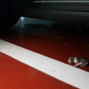 고양이 목격 코리아쇼트헤어 경기도 용인시 기흥구