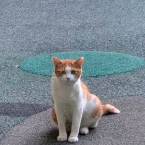 고양이를 찾습니다 고양이 전단지