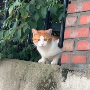 고양이 실종 코리아쇼트헤어 서울특별시 마포구