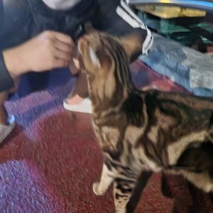고양이 목격 아메리칸쇼트헤어 경기도 화성시