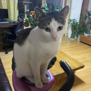 고양이 실종 코리아쇼트헤어 경기도 광주시