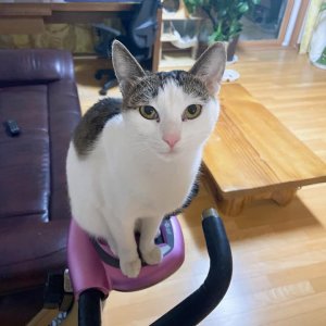 고양이를 찾습니다 고양이 전단지