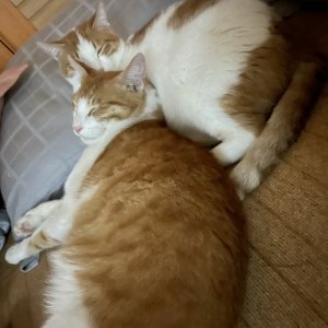 고양이 실종 코리아쇼트헤어 강원도 강릉시