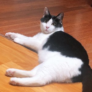 고양이를 찾습니다 고양이 전단지