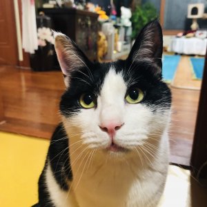 고양이 실종 코리아쇼트헤어 경기도 부천시 오정구