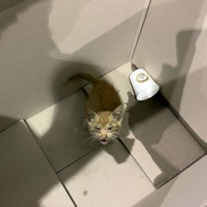 고양이 구조 코리아쇼트헤어 충청남도 계룡시