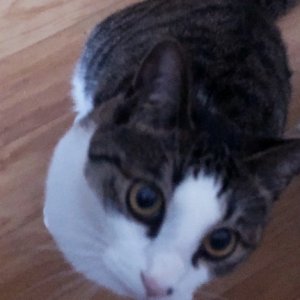 고양이를 찾습니다 고양이 전단지