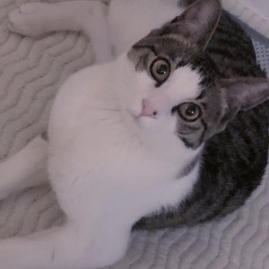 고양이 실종 코리아쇼트헤어 서울특별시 노원구