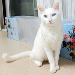 고양이 실종 터키시앙고라 서울특별시 광진구