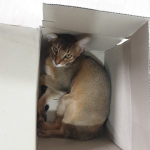 고양이를 찾습니다 고양이 전단지