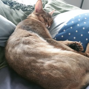 고양이 실종 아비시니안 경기도 연천군