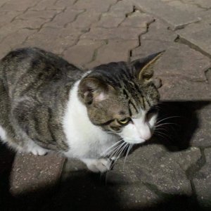 고양이 목격 코리아쇼트헤어 서울특별시 금천구