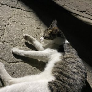 고양이 주인을 찾습니다 고양이 전단지