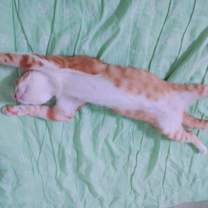 고양이를 찾습니다 고양이 전단지