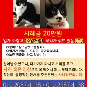고양이를 찾습니다 고양이 전단지