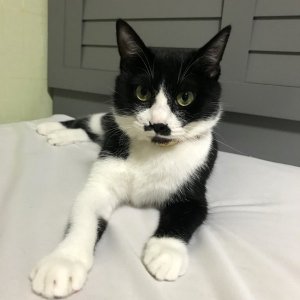 고양이 실종 코리아쇼트헤어 경상남도 함안군