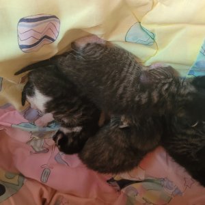 고양이 주인을 찾습니다 고양이 전단지