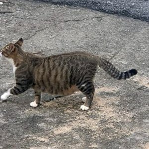 고양이 구조 아메리칸쇼트헤어 경상북도 문경시