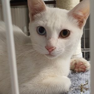 고양이 구조 터키시앙고라 경상남도 김해시