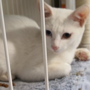 고양이 주인을 찾습니다 고양이 전단지
