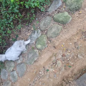 고양이 주인을 찾습니다 고양이 전단지