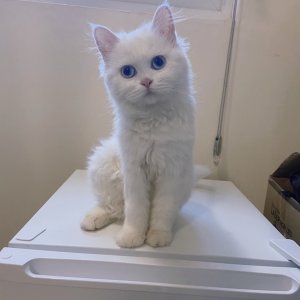고양이를 찾습니다 고양이 전단지
