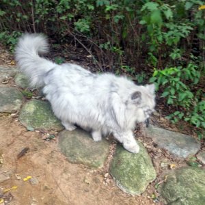 고양이 목격 터키시앙고라 서울특별시 강서구