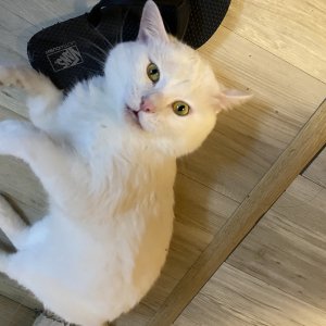 고양이를 찾습니다 고양이 전단지