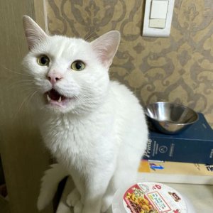 고양이 실종 터키시앙고라 광주광역시 남구