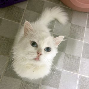 고양이 실종 페르시안 충청북도 청주시 상당구